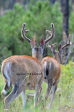 Pair of Whitetail Deer
