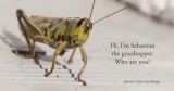 grasshopper - sprinkhaan