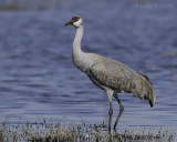 Sandhill Crane