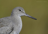 Willet