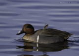 Green-winged Teal