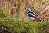 man Grote Bonte op de stam