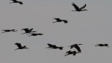 African Openbill Storks