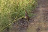 Double spurred Francolin