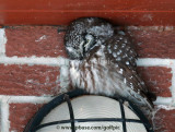 Boreal Owl at sunset