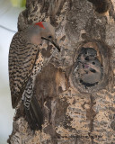 Northern Flicker family