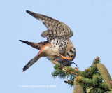 American kestrel and prey