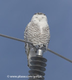 Snowy Owl