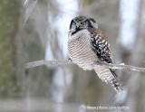 Northern Hawk Owl