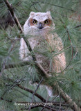 Great Horned Owlet