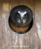 Baby Saw-whet Owl 