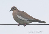 White-winged Dove