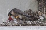 Peregrine falcon feeding young