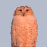 Snowy Owl in beautiful light.