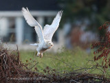 Snowy Owl