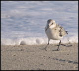 Piping Plover, perhaps