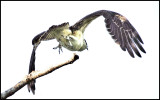 Osprey bottom