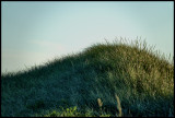 Hairy dune