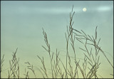 Flora w/spot etc.