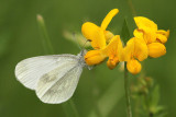 Wood White