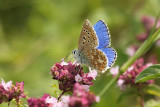 Common Blue