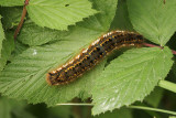 Unidentified caterpillar