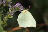 Brimstone