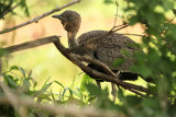 Buff-crested Bustard