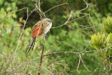White-browed Coucal