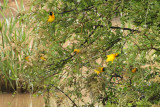 Lesser Masked Weaver
