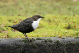 White-throated Dipper