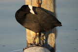 Common Coot