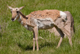 Pronghorn