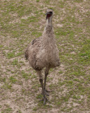 Emu