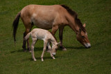 Asian Wild Horse
