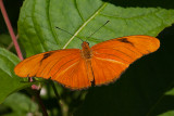 Julia Butterfly (Dryas iulia)