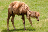 Bactrian Camel