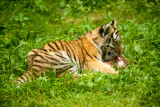 Female Amur Tiger Cub Vera