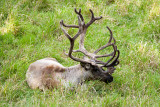 Caribou