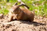 Prairie Dog