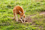 Red Kangaroo