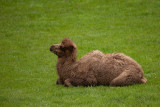 Bactrian Camel