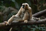 White-cheeked Gibbon