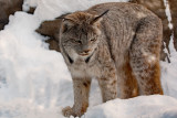 Lynx