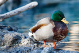 Male Mallard Duck