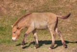 Asian Wild Horse