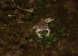 Lkgroda (Pelobates fuscus)