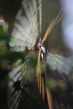 Spider Silk