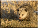 Verginia Opossum In Search Of Food