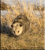 Virginia Opossum Just Sniffing Around
